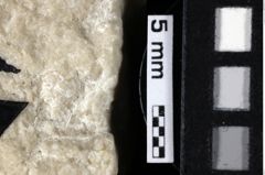 Foto (Detailansicht) von Lecythocaris sp. (NHMW-GEO-1990-0041-0158)